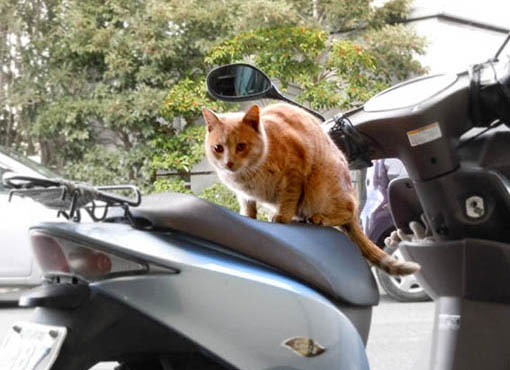 バイクの上の猫.jpg
