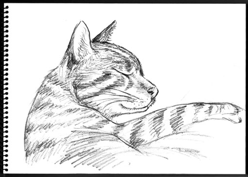 sketchcat.jpg